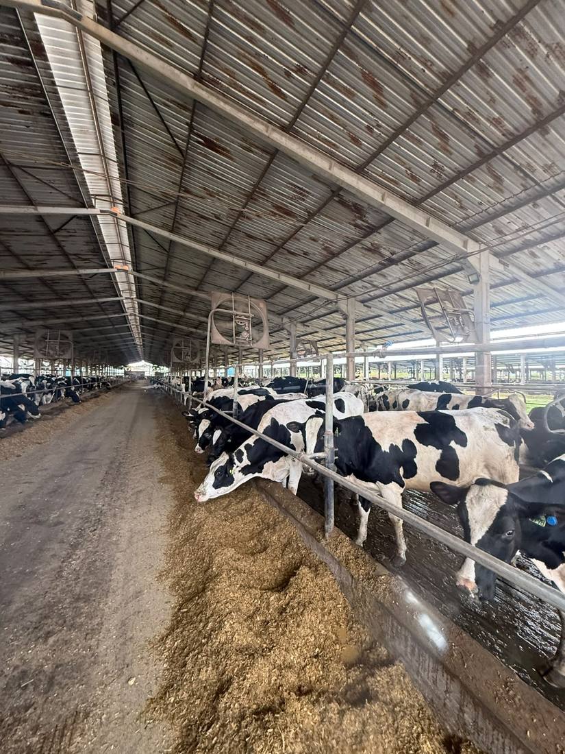 Intensive Feedlot and High-Performance Finishing