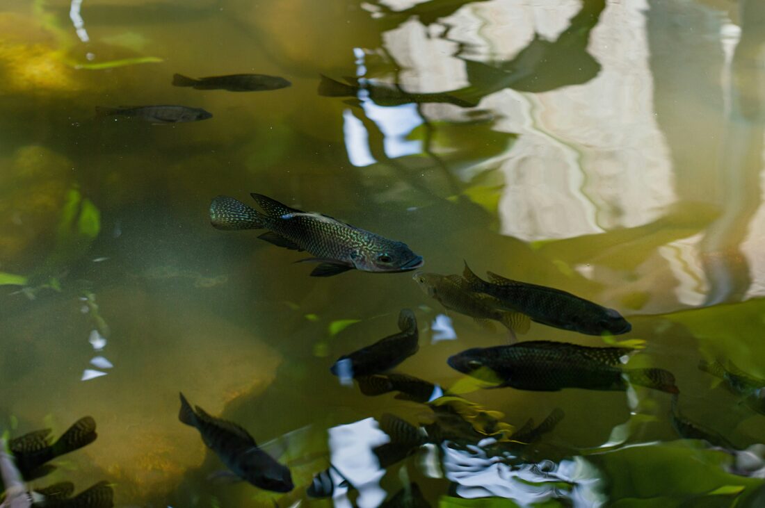 Fish Farming and Large-Scale Dairy Production