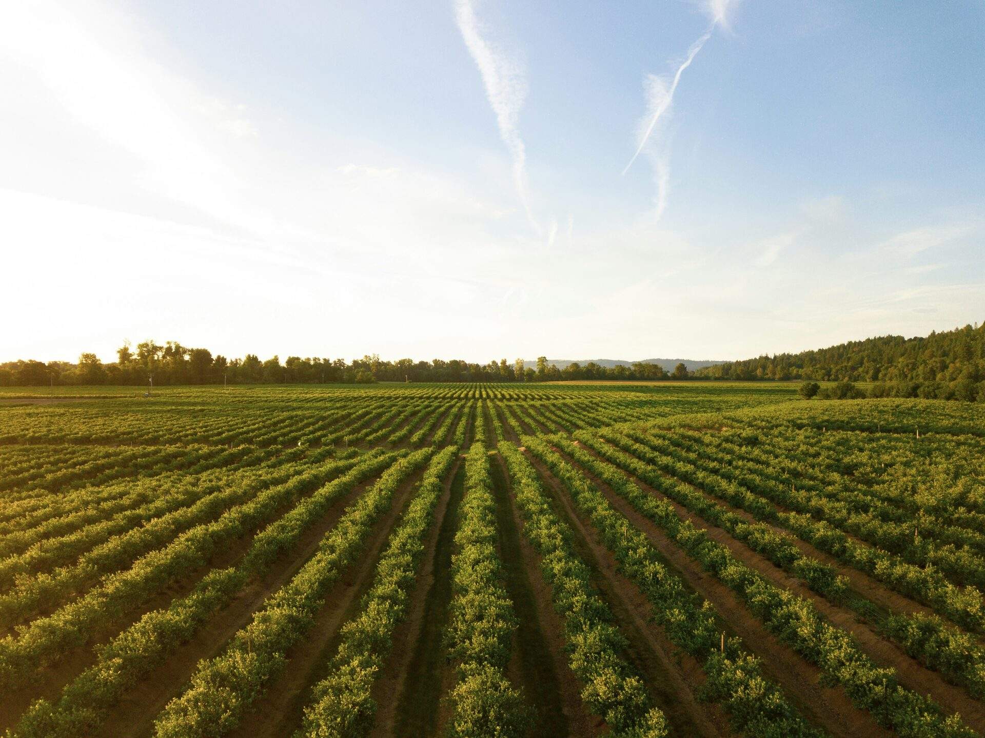 Agribusiness, Cattle Ranching and Dairy Genetics