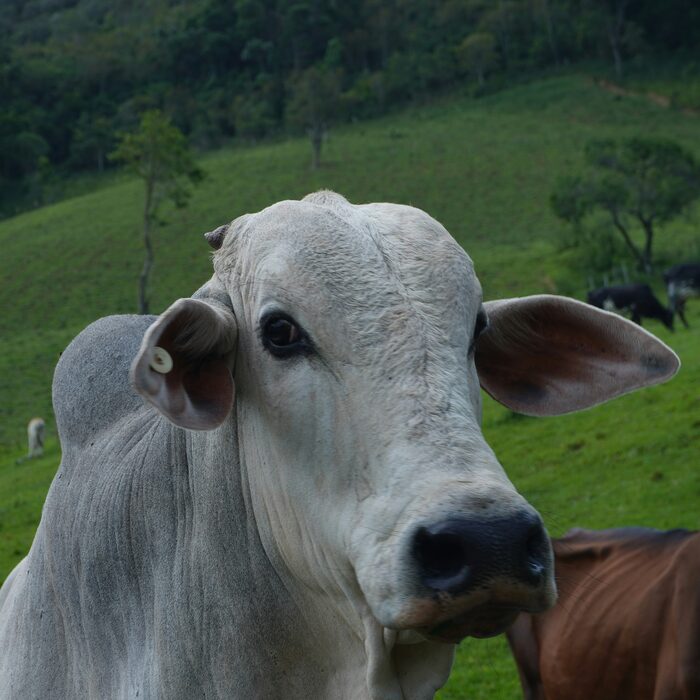 Sourcing and Producers